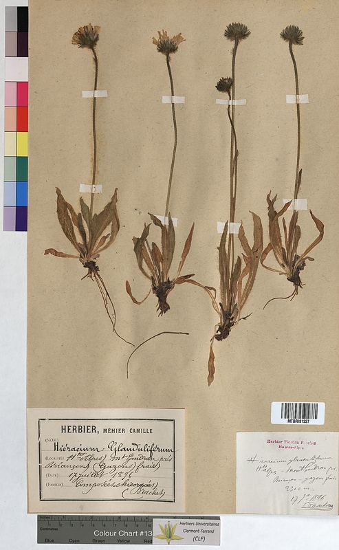 Hieracium glanduliferum (Asteraceae)