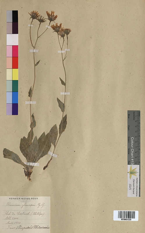 Hieracium glaucopsis (Asteraceae)