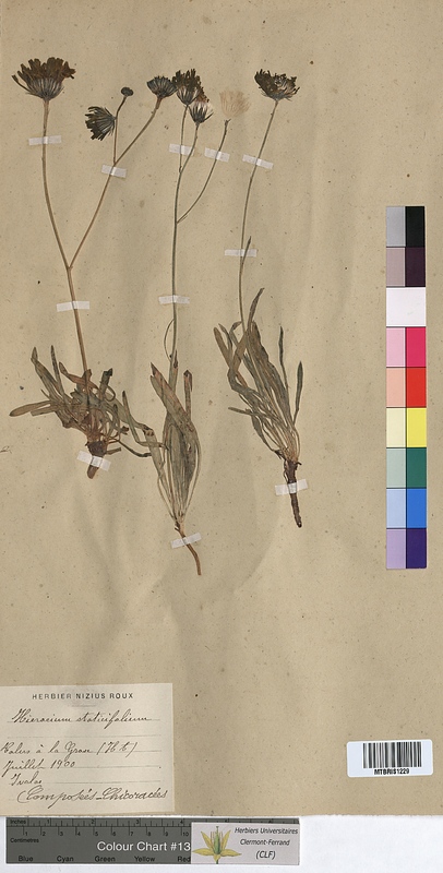 Hieracium staticifolium (Asteraceae)