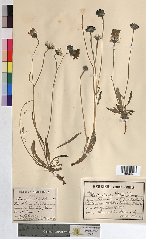 Hieracium staticifolium (Asteraceae)
