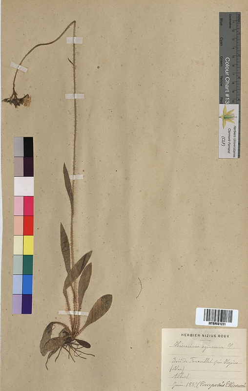 Hieracium cymosum (Asteraceae)