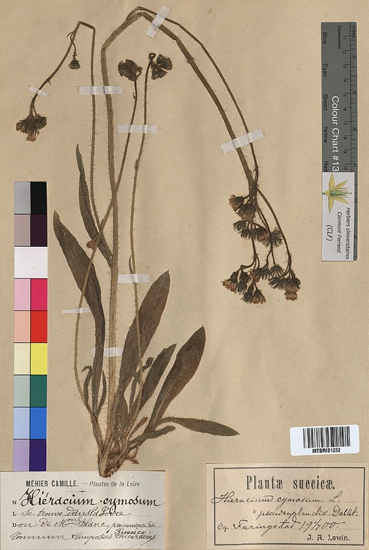 Hieracium cymosum (Asteraceae)