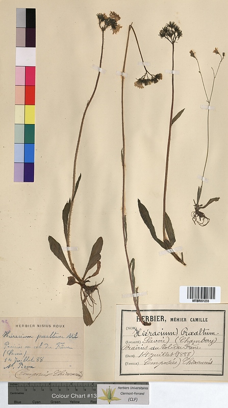 Hieracium praealtum (Asteraceae)