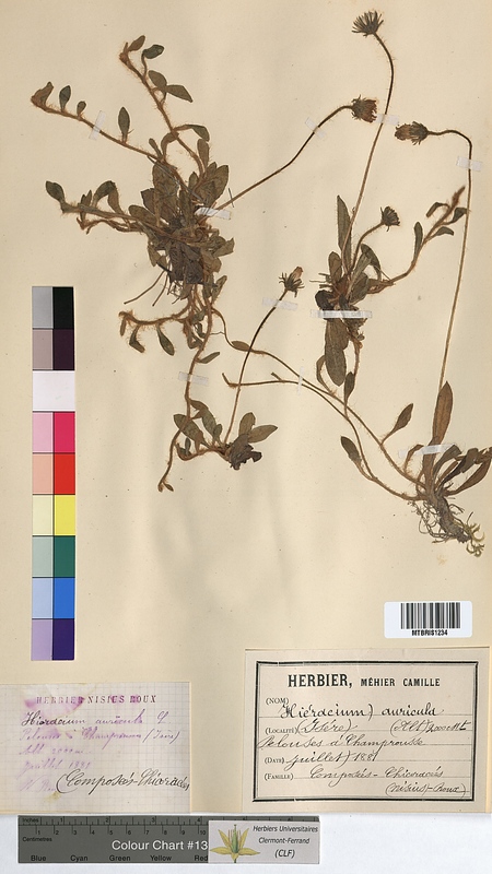 Hieracium auricula (Asteraceae)