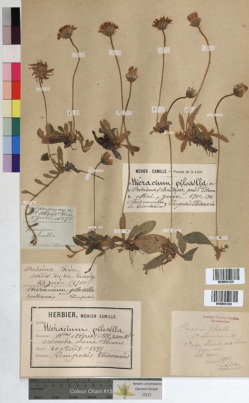 Hieracium pilosella (Asteraceae)