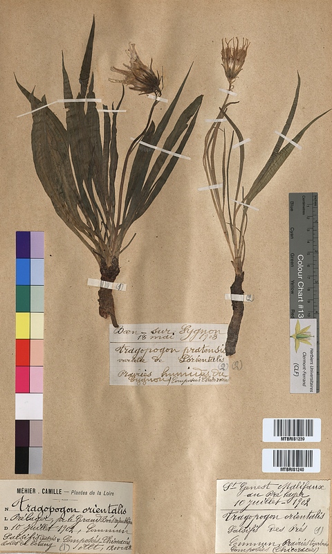 Tragopogon pratensis (Asteraceae)