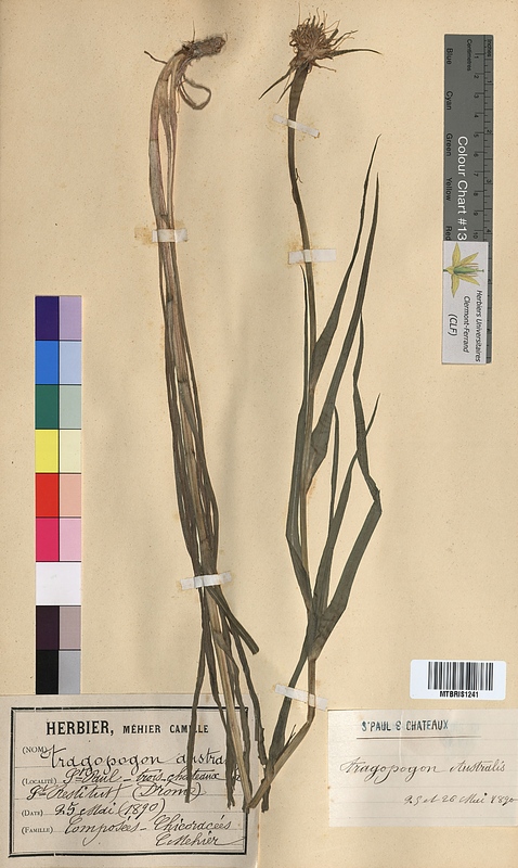 Tragopogon australis (Asteraceae)
