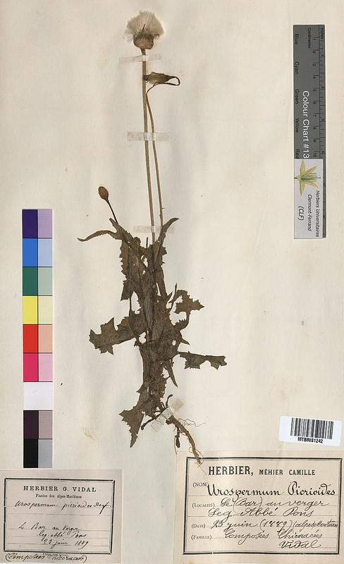 Urospermum picroides (Asteraceae)