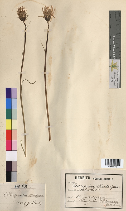 Scorzonera plantaginea (Asteraceae)