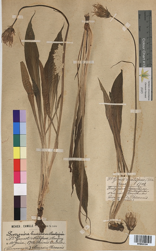 Scorzonera humilis (Asteraceae)