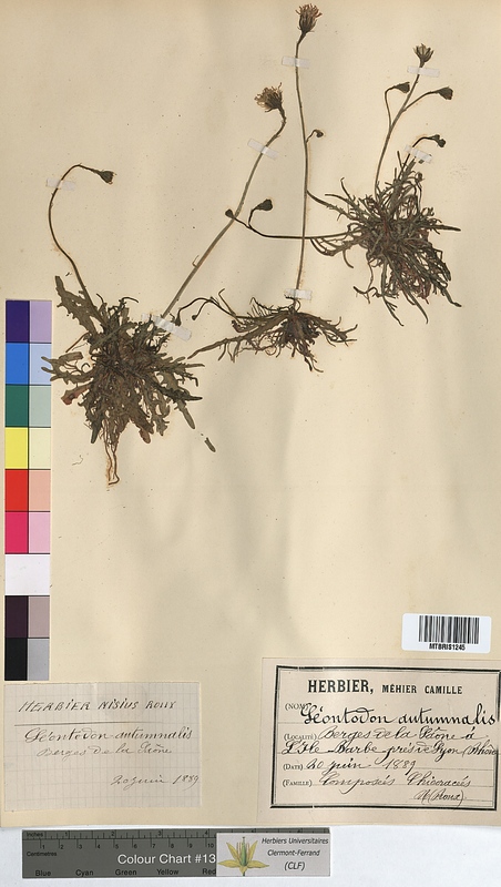 Leontodon autumnalis (Asteraceae)