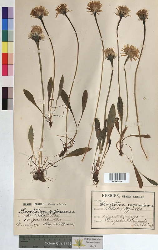 Leontondon pyrenaicus (Asteraceae)