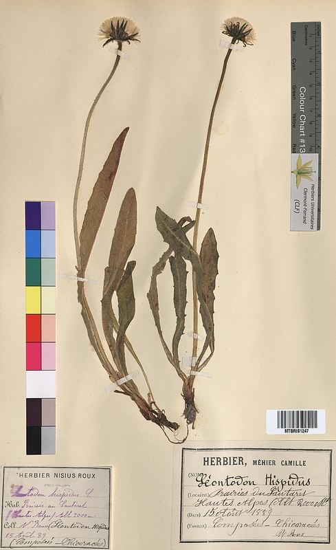 Leontodon hispidus (Asteraceae)