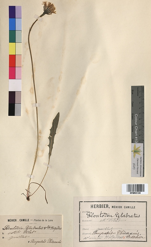 Leontodon glaber (Asteraceae)