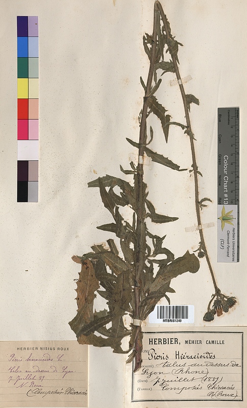 Picris hieracioides (Asteraceae)