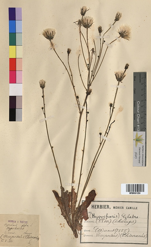 Hypochaeris glabra (Asteraceae)