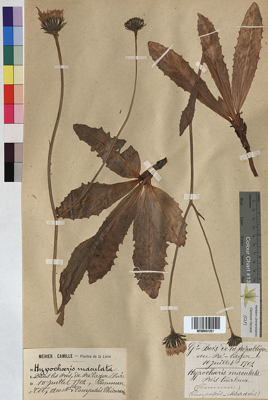 Hypochaeris maculata (Asteraceae)