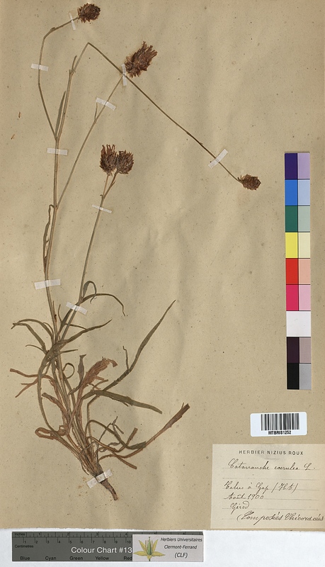 Catananche caerulea (Asteraceae)