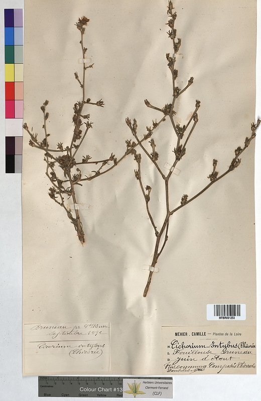 Cichorium intybus (Asteraceae)