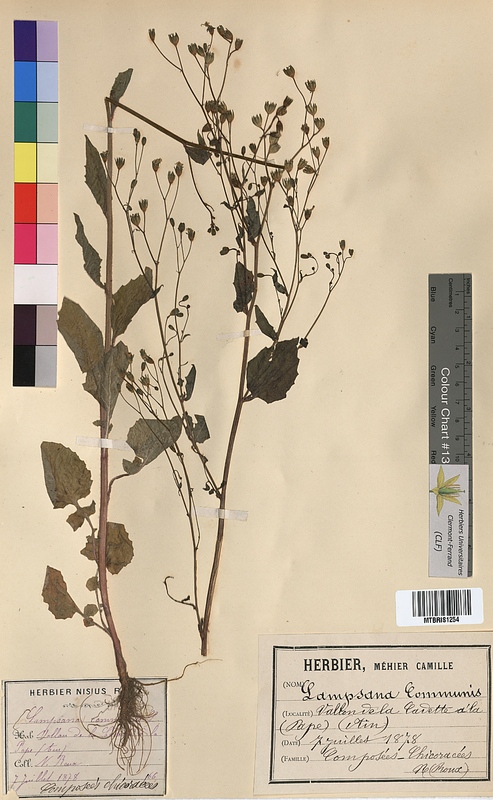 Lampsana communis (Asteraceae)