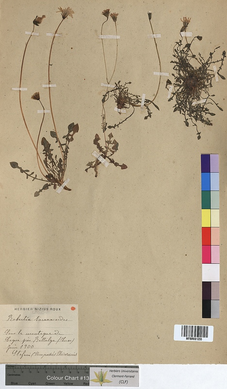 Robertia taraxacoides (Asteraceae)
