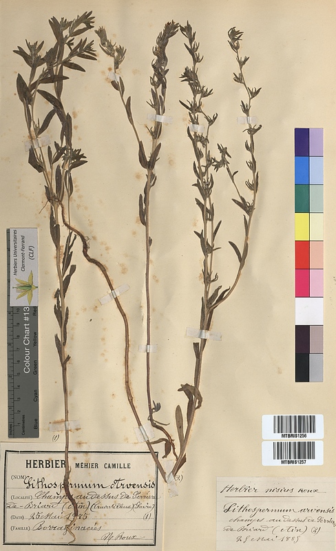 Lithospermum arvense (Boraginaceae)