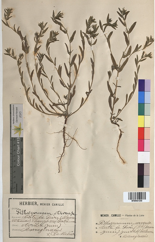 Lithospermum arvense (Boraginaceae)