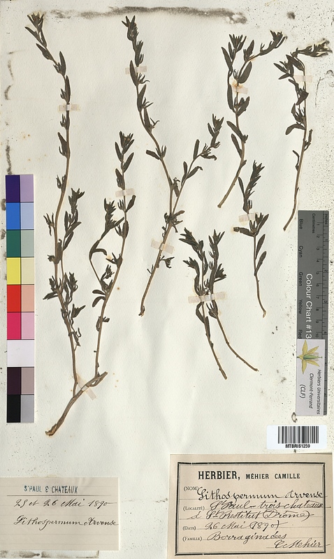 Lithospermum arvense (Boraginaceae)