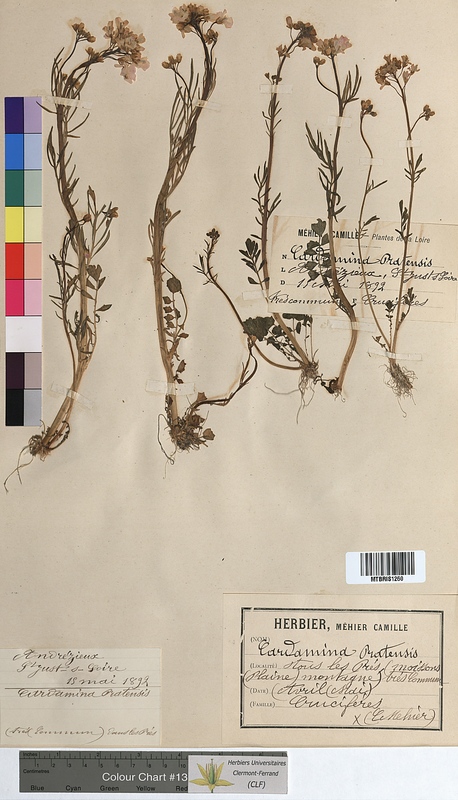Cardamine pratensis (Brassicaceae)