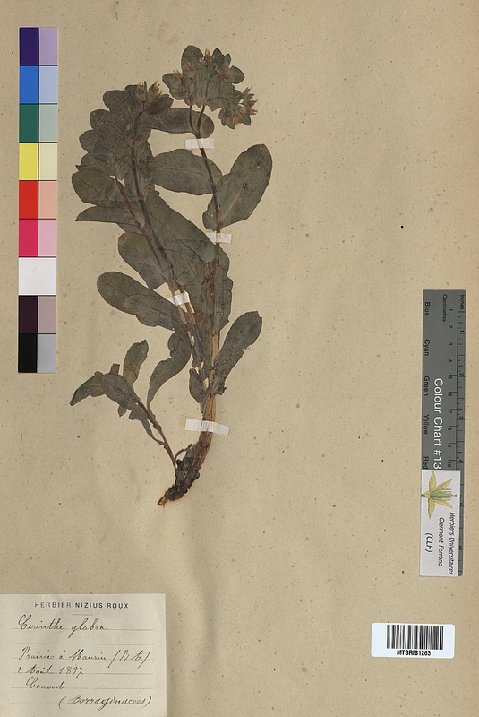 Cerinthe glabra (Boraginaceae)