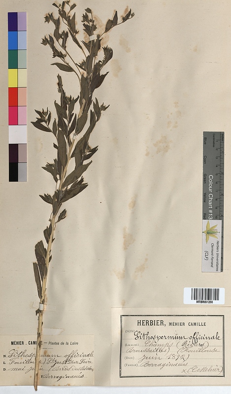 Lithospermum officinale (Boraginaceae)