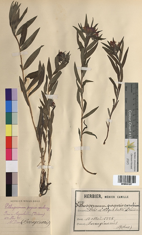 Lithospermum purpurocaeruleum (Boraginaceae)