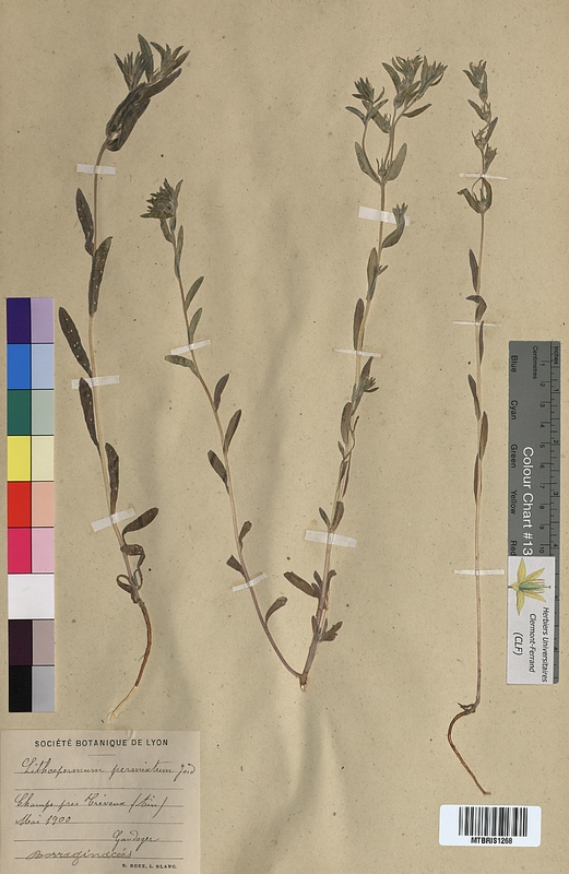 Lithospermum permixtum (Boraginaceae)