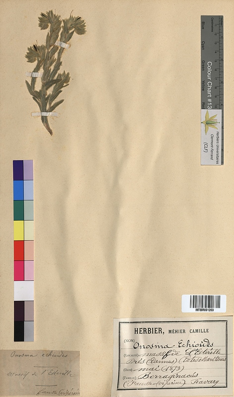 Onosma echioides (Boraginaceae)