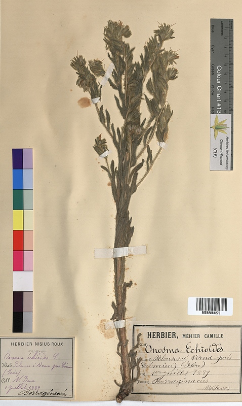 Onosma echioides (Boraginaceae)