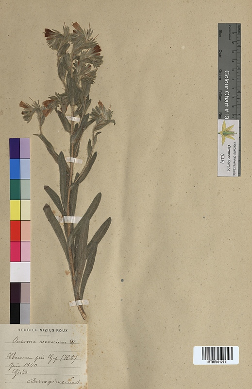 Onosma arenaria (Boraginaceae)