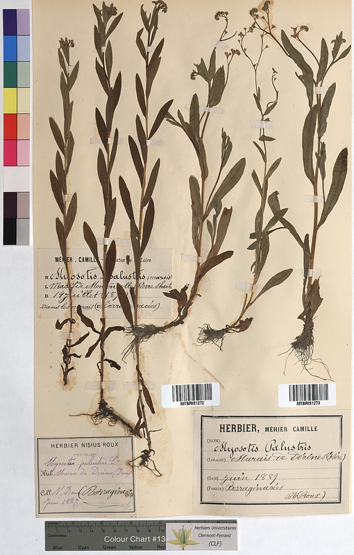 Myosotis palustris (Boraginaceae)