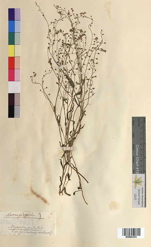 Myosotis palustris (Boraginaceae)