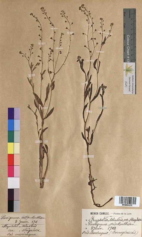 Myosotis palustris (Boraginaceae)