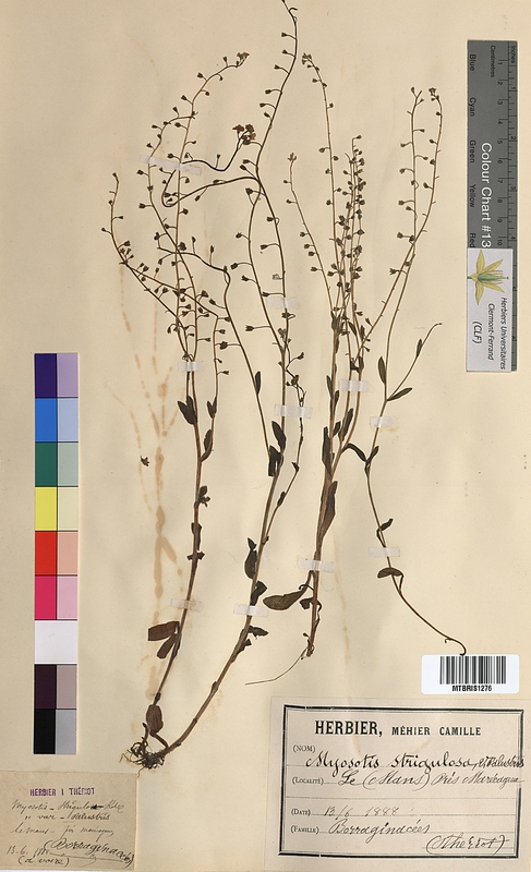 Myosotis strigulosa (Boraginaceae)