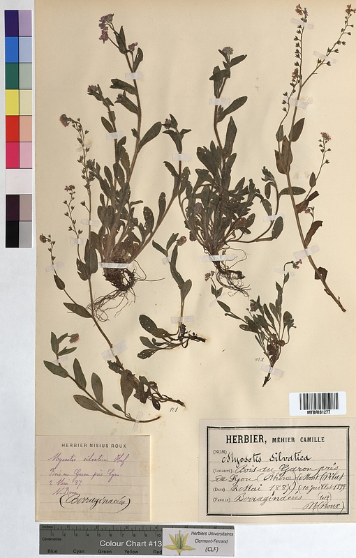 Myosotis sylvatica (Boraginaceae)