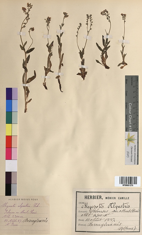 Myosotis alpestris (Boraginaceae)