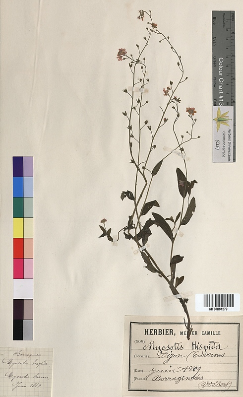 Myosotis hispida (Boraginaceae)