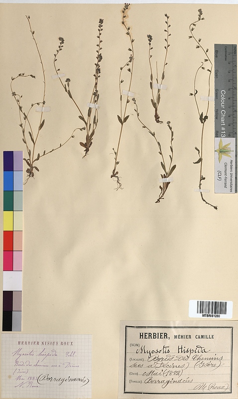 Myosotis hispida (Boraginaceae)