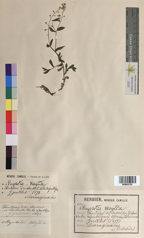 Myosotis hispida (Boraginaceae)