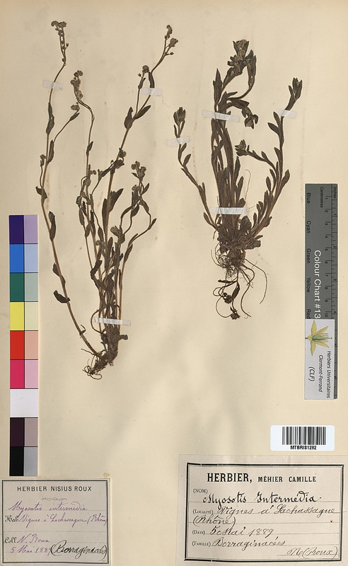 Myosotis intermedia (Boraginaceae)
