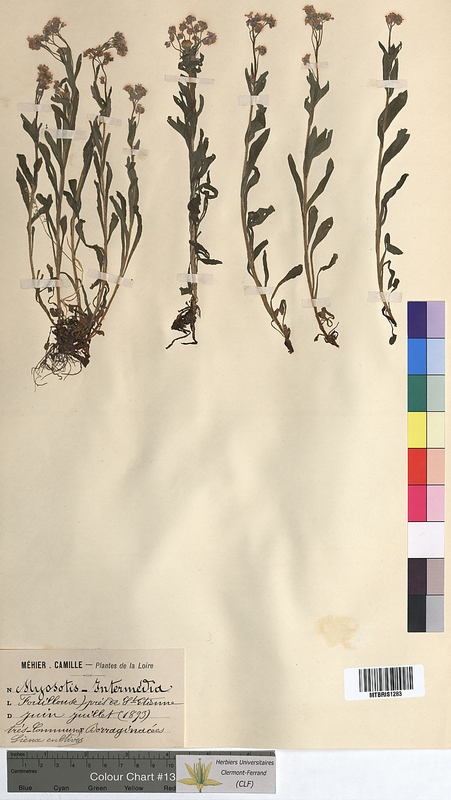 Myosotis intermedia (Boraginaceae)