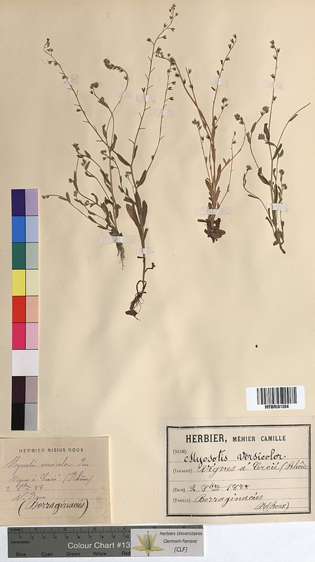 Myosotis versicolor (Boraginaceae)