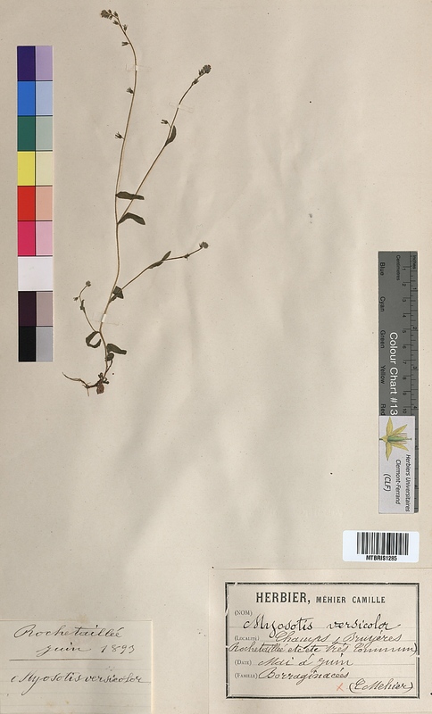Myosotis versicolor (Boraginaceae)