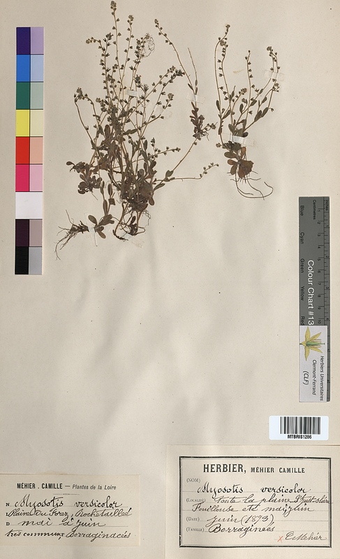 Myosotis versicolor (Boraginaceae)